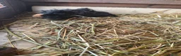 Guinea Pig rodents for sale: Guinea pigs  - Advert 2