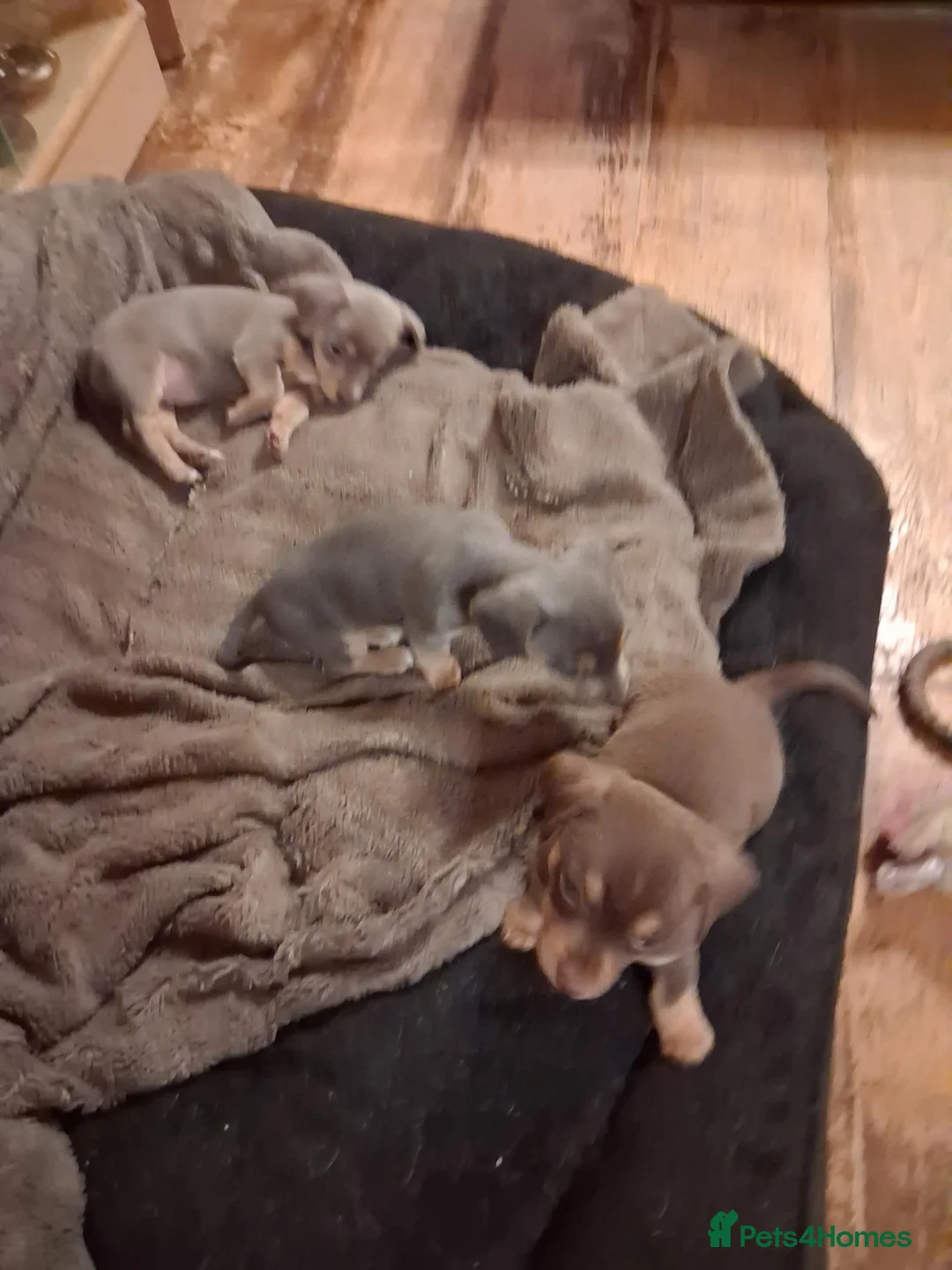 Chiweenie dogs for sale: Chiweenies for sale  - Advert 5