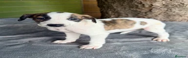 Lurcher Puppy 5