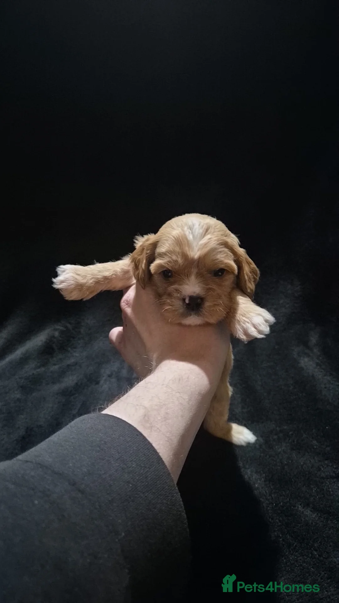 Mixed Breed dogs for sale: Cava tzu puppies - Advert 10