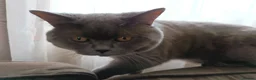 British Shorthair cats for stud: Lilac BSH, GCCF active register STUD - Advert 10