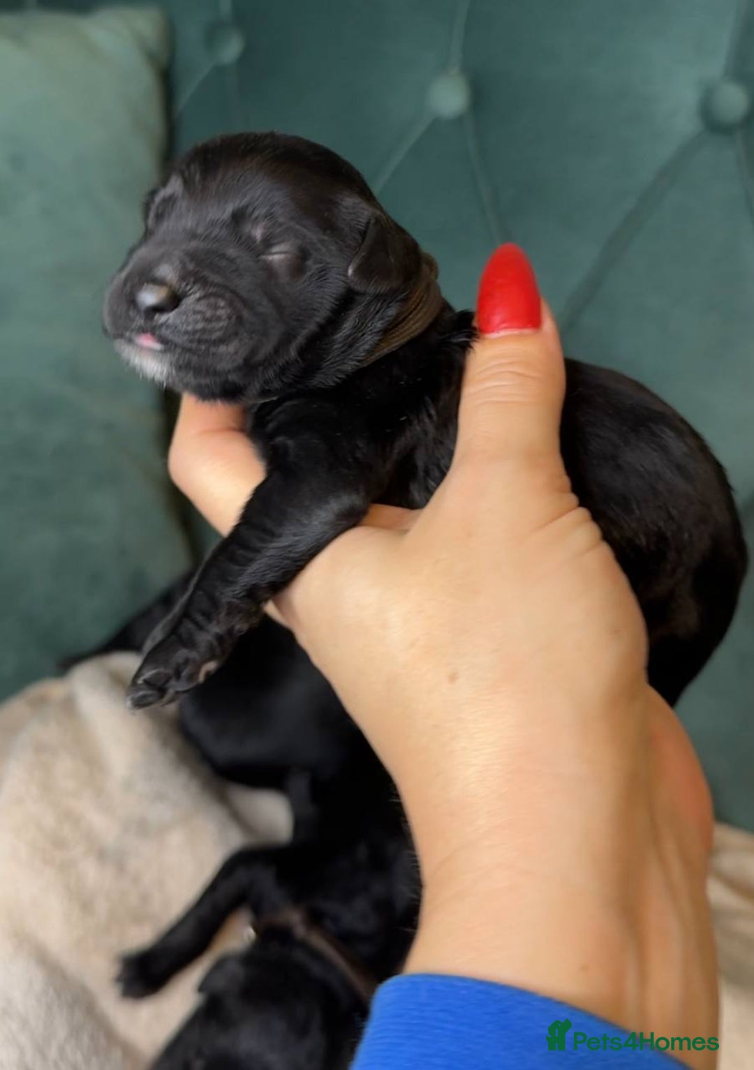 Goldendoodle dogs for sale: F1 Goldendoodle black Puppies - Image 8