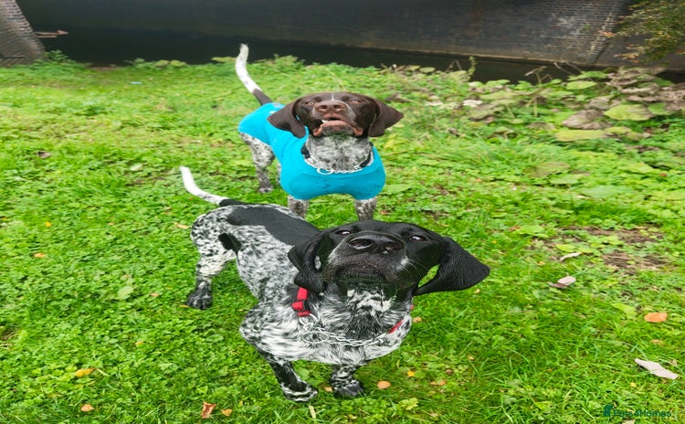 German Shorthaired Pointer dogs - Advert 1