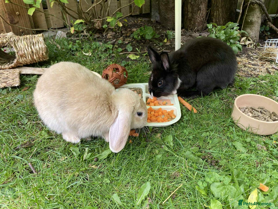 Mini Lop rabbits for sale: Minilop and lionhead bunny for sale - Image 4