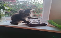 Domestic Shorthair cats for sale: 2 male kittens ready to leave today!  - Image 22