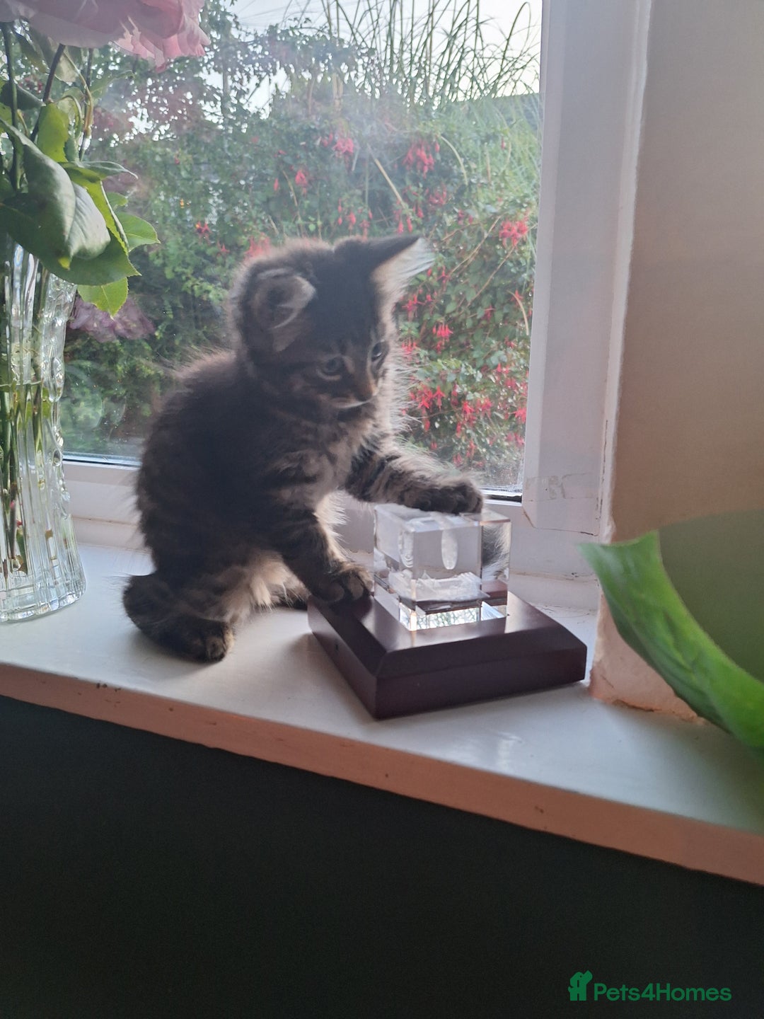 Domestic Shorthair cats for sale: 2 male kittens ready to leave today!  - Image 22