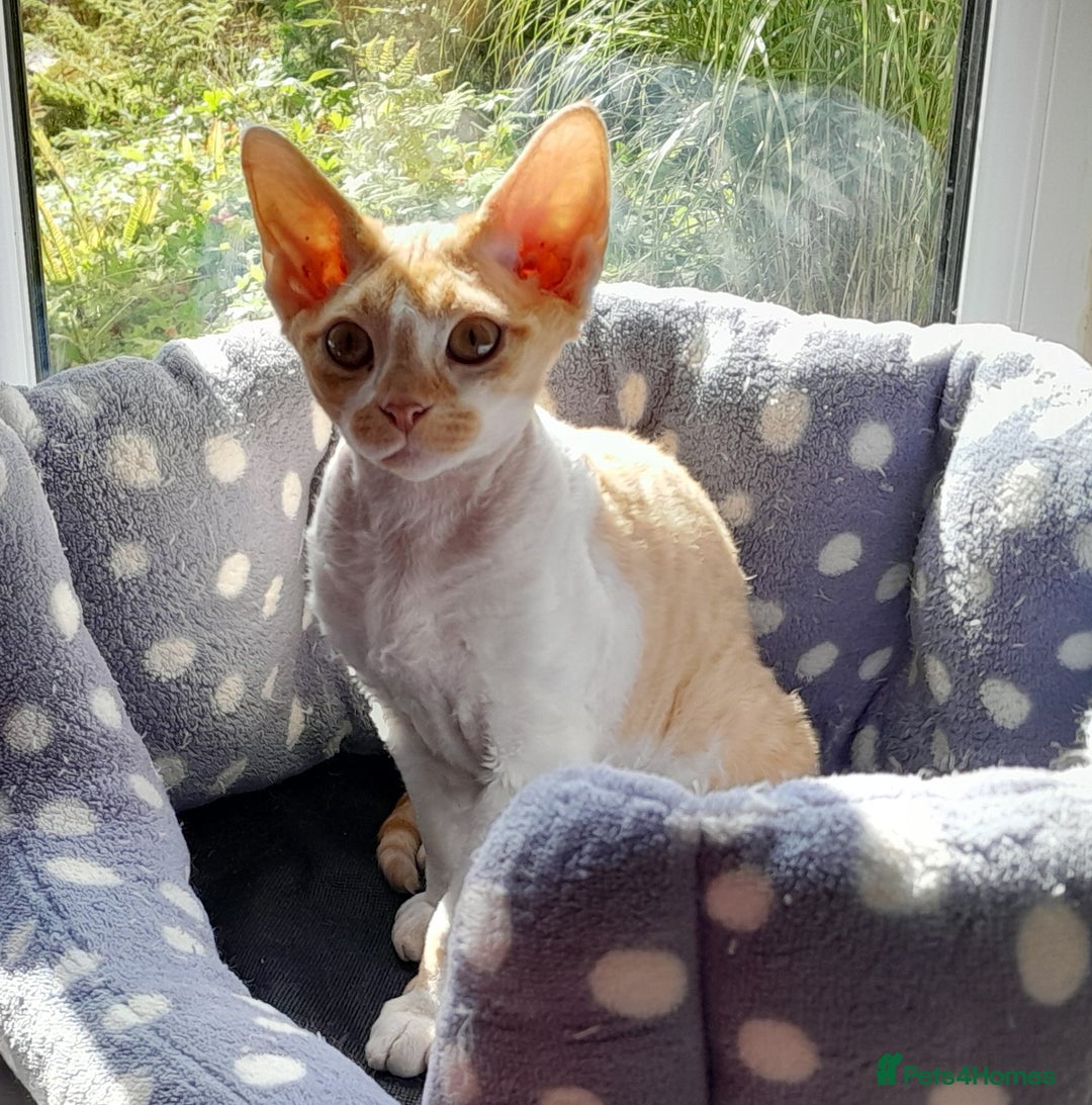 Devon Rex cats for sale: Adorable Devon Rex Kittens  - 2 girls - Image 3