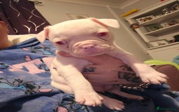 Mixed Breed dogs for sale: Last Beautiful Pink Frenchton Boy Pup Available  - Image 3
