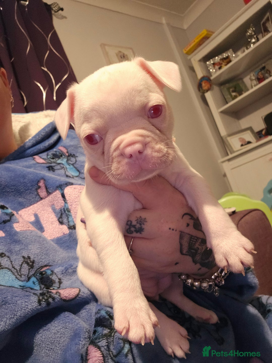 Mixed Breed dogs for sale: Last Beautiful Pink Frenchton Boy Pup Available  - Image 3