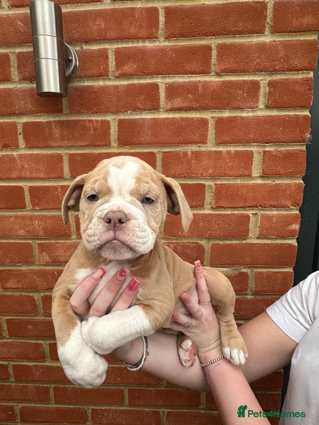 Olde English Bulldogge dogs for sale: OLDE ENGLISH BULLDOGGE PUPPIES in Epping - Image 14