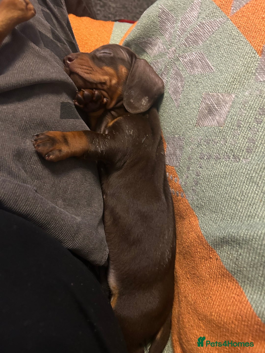 Dachshund dogs for sale: STUNNING KC REG STANDARD DACHSHUNDS  - Advert 4