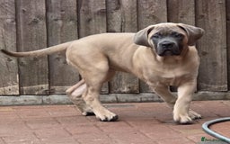 Cane Corso dogs for sale: Excellent Bloodline cane corso puppies ready now - Image 4
