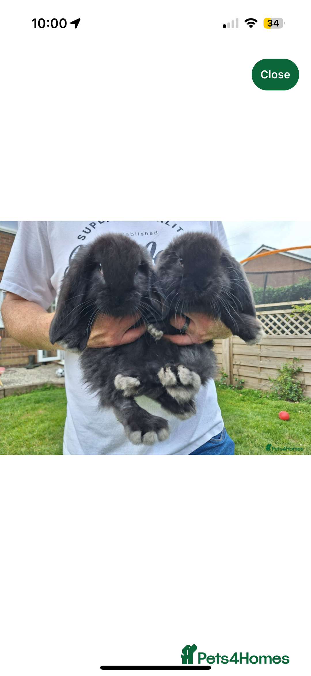 French Lop rabbits for sale: Black French Lop Giant Rabbit  - Image 1