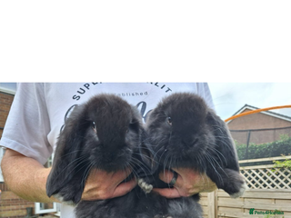 French Lop rabbits - Advert 31