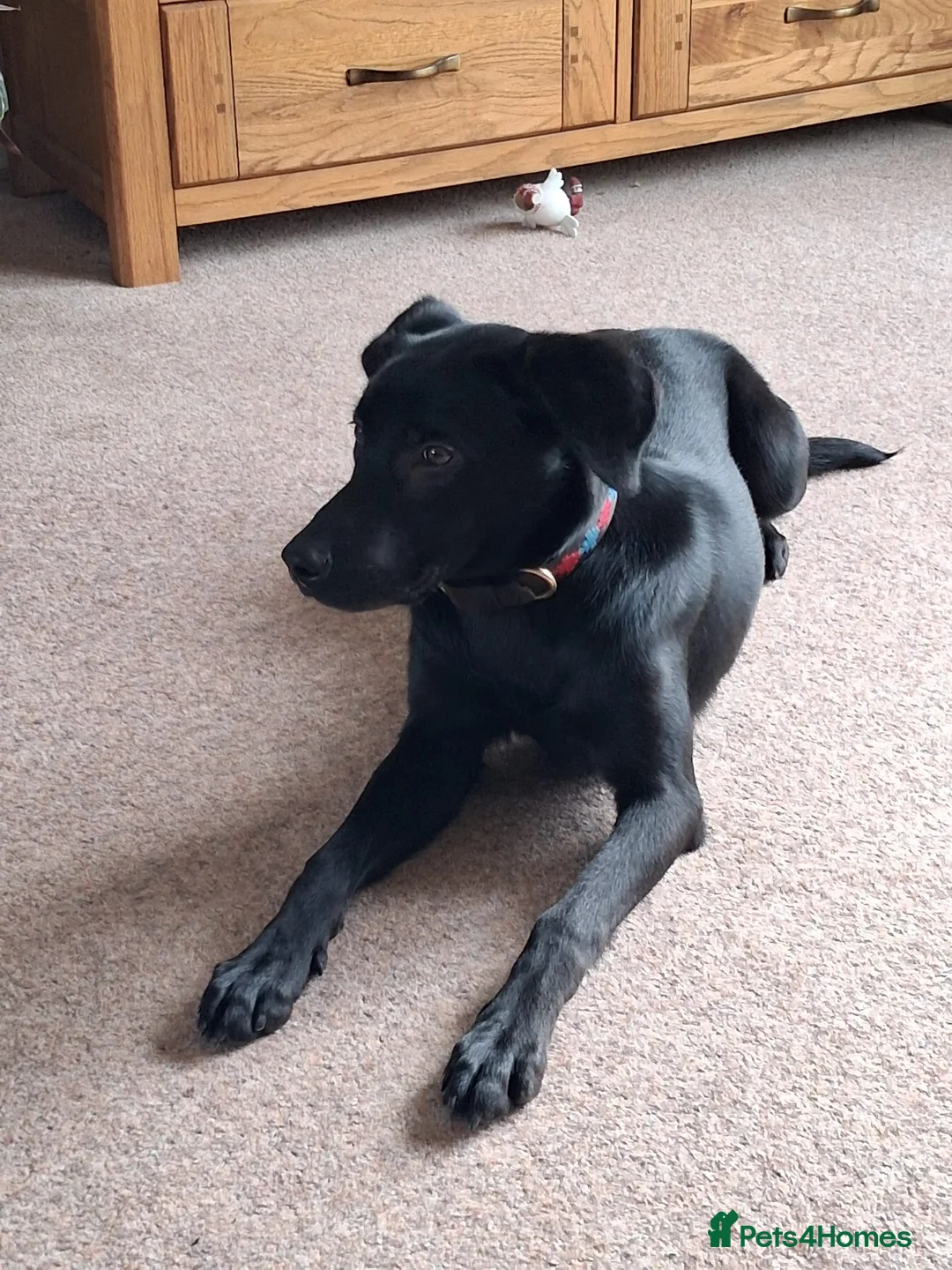 Mixed Breed dogs for sale: 7 month old Huntaway x Labrador for sale in Weston-super-Mare - Advert 1