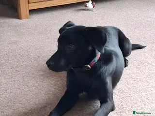 Mixed Breed dogs 7 month old Huntaway x Labrador for sale - Advert 4