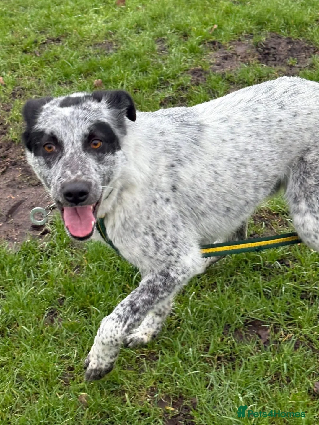 Mixed Breed dogs for adoption: Cessil - Norwich Norfolk  - Advert 17