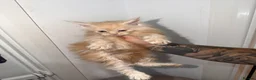 Maine Coon cats for sale: TICA Registered Maine coons  - Advert 6