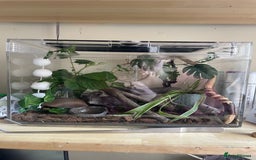 Stick Insects invertebrates for sale: Black beauty stick insects with setup - Image 6