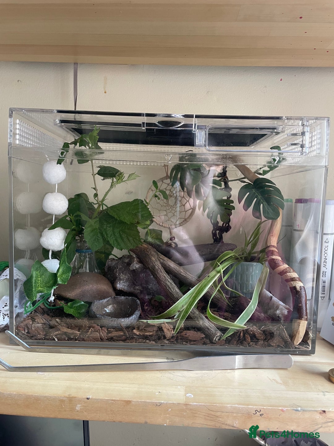 Stick Insects invertebrates for sale: Black beauty stick insects with setup - Image 6