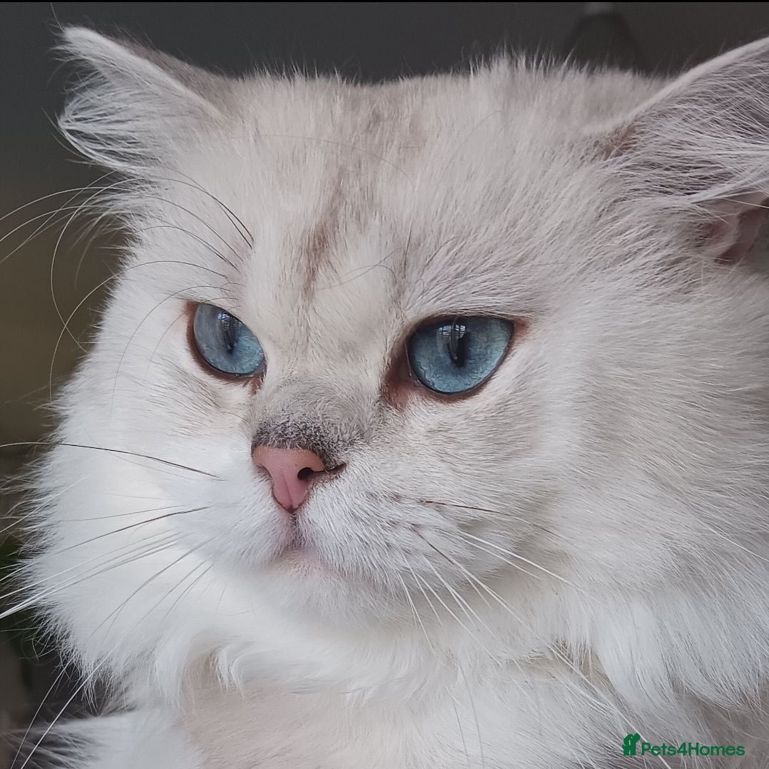 British Longhair cats Beautiful British Longhair Boy - Advert 2