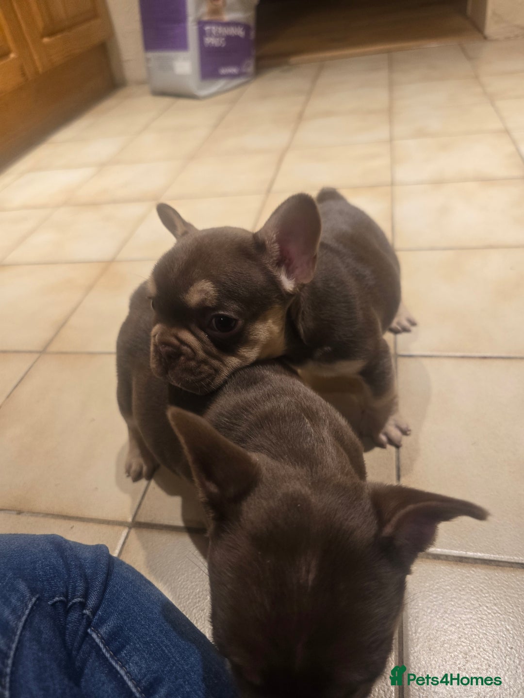French Bulldog dogs for sale: 2 beautiful French bulldogs for sale - Advert 15