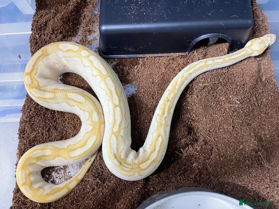 Python Snake reptiles for sale: Royal Python Collection x9 Female x1 male - Advert 9