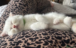 British Shorthair cats for sale: British short hair kittens  - Image 33