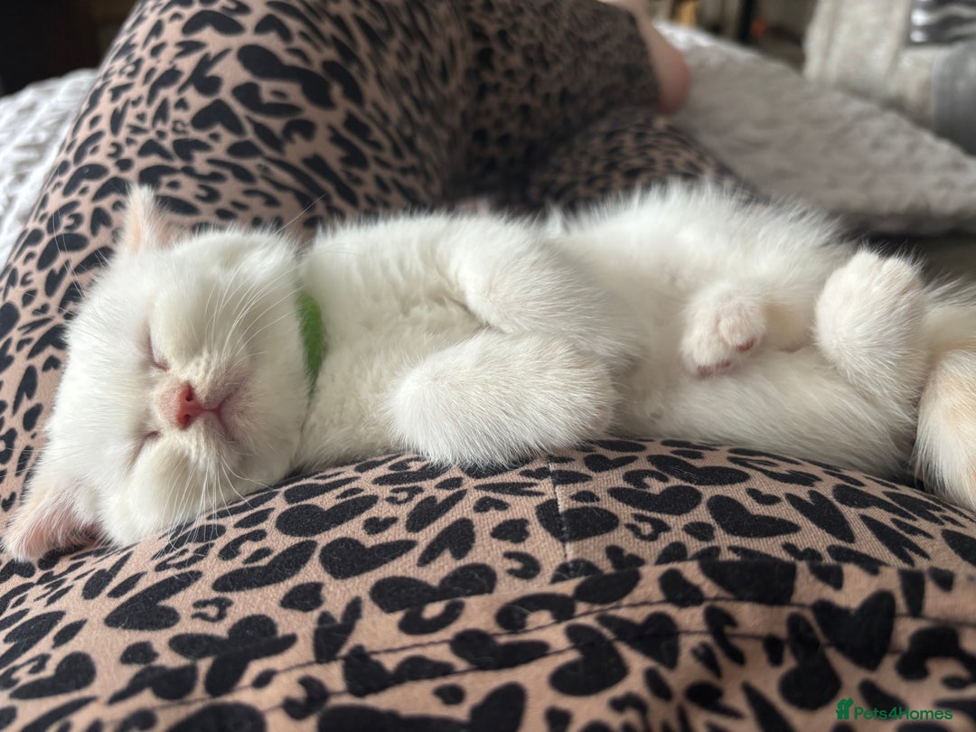 British Shorthair cats for sale: British short hair kittens  - Image 33