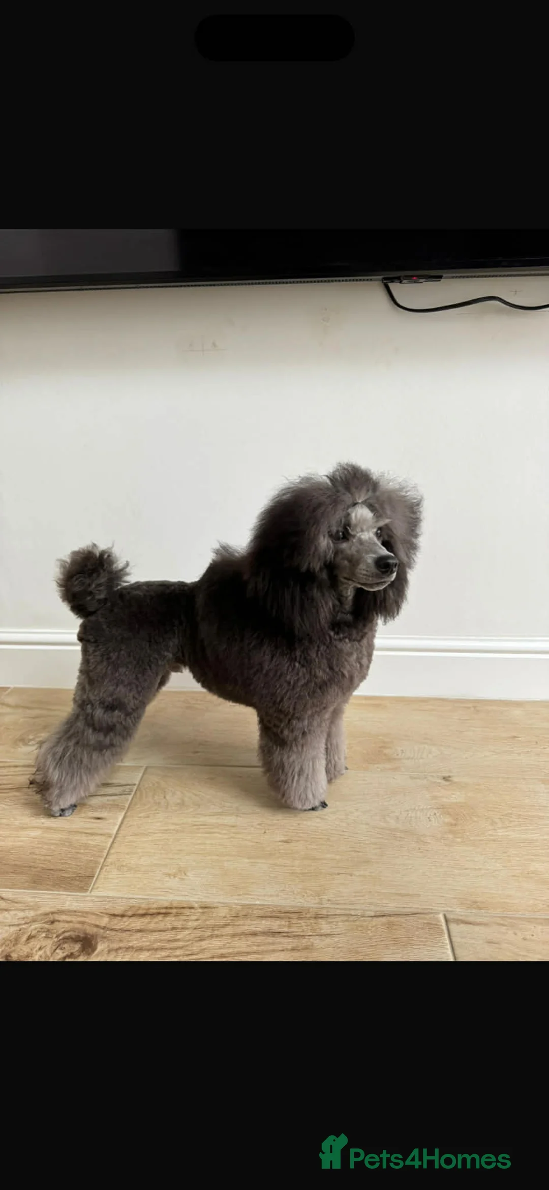 Labradoodle dogs for sale: Miniature labradoodles  - Advert 12