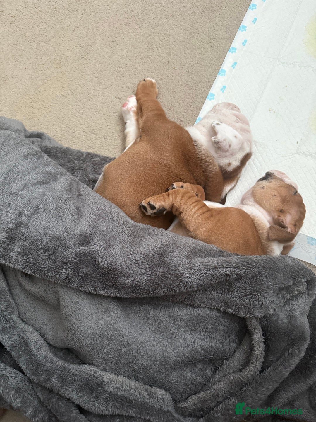 English Bulldog dogs for sale: 2 Beautiful Red & White English Bulldogs - Image 27