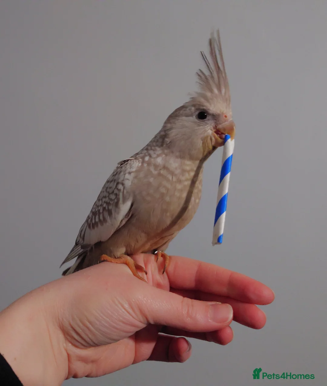 Cockatiels birds for sale: Hand reread silly tame DNA sexed baby cockatiels  - Advert 32