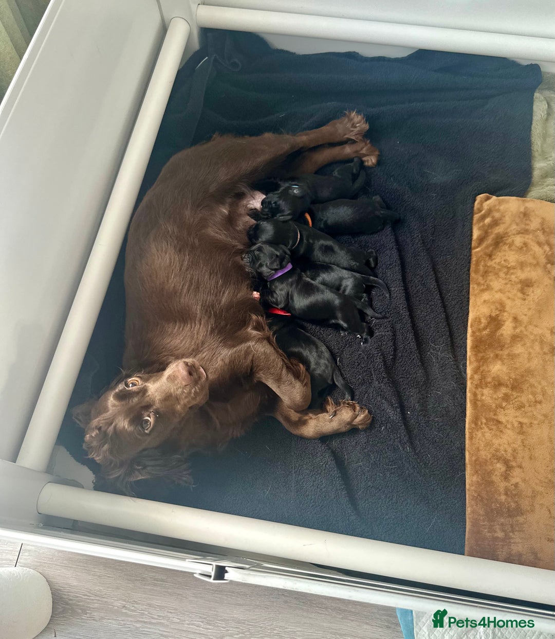 Cocker Spaniel dogs for sale: Beautiful KC Cocker Spaniel Pups - Black - Image 11