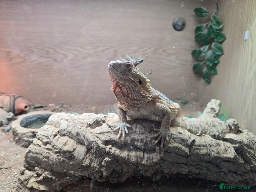 Bearded Dragon reptiles for sale: Bearded Dragon lizard and vivarium - Advert 7