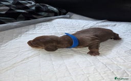 Miniature Dachshund dogs for sale: Miniature dacshund pups for sale - Image 8