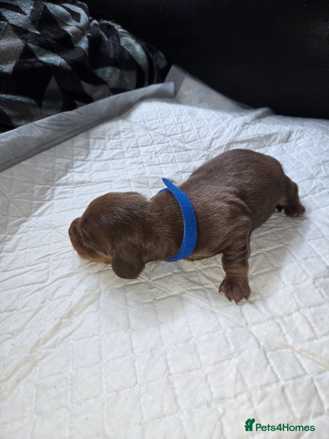 Miniature Dachshund dogs for sale: Miniature dacshund pups for sale - Image 8