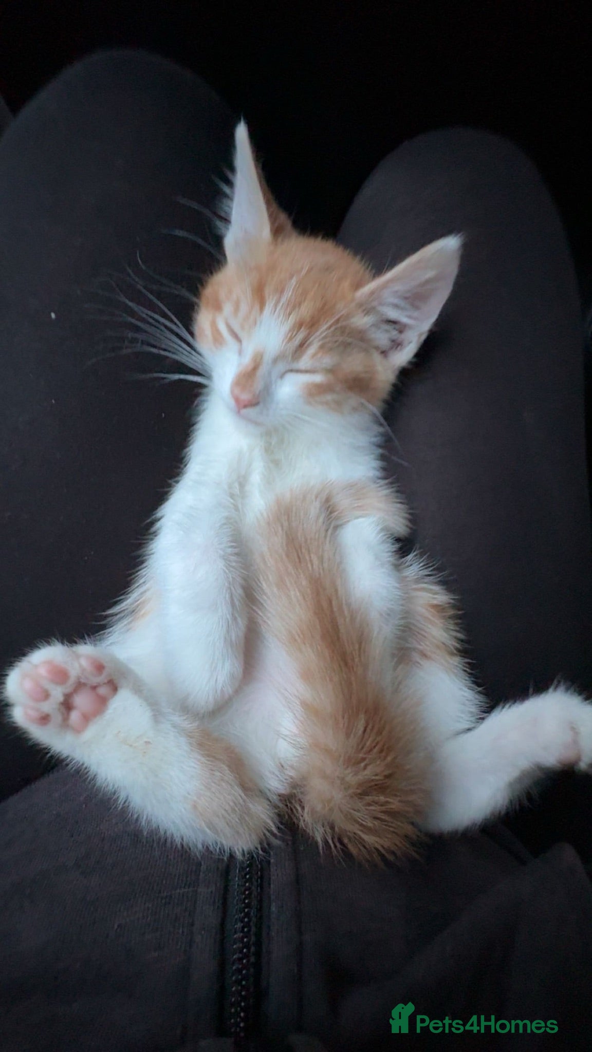 Mixed Breed cats 8 week old ginger kitten (male) - Advert 1