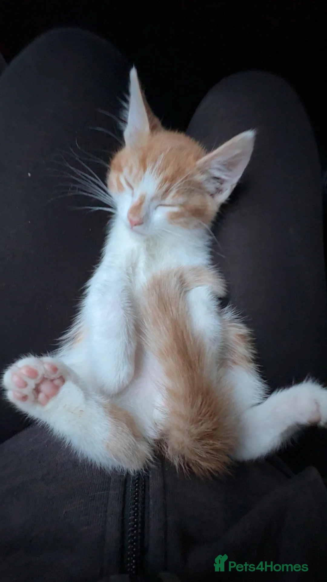 Mixed Breed cats for sale: 9 week old ginger kitten (male) Need gone asap - Advert 1