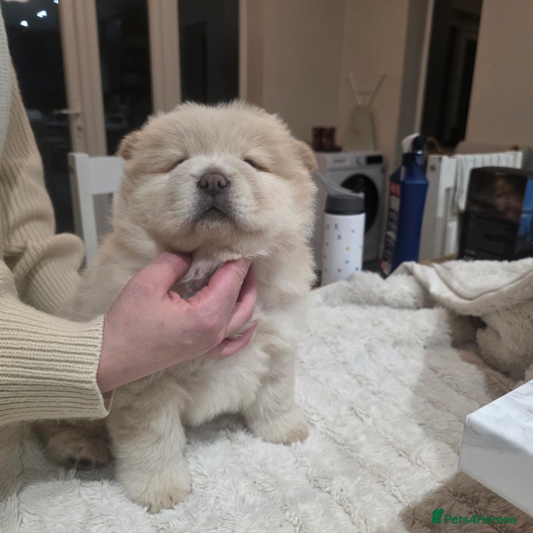 Chow Chow dogs for sale: 7 beautiful chow chow  - Advert 27