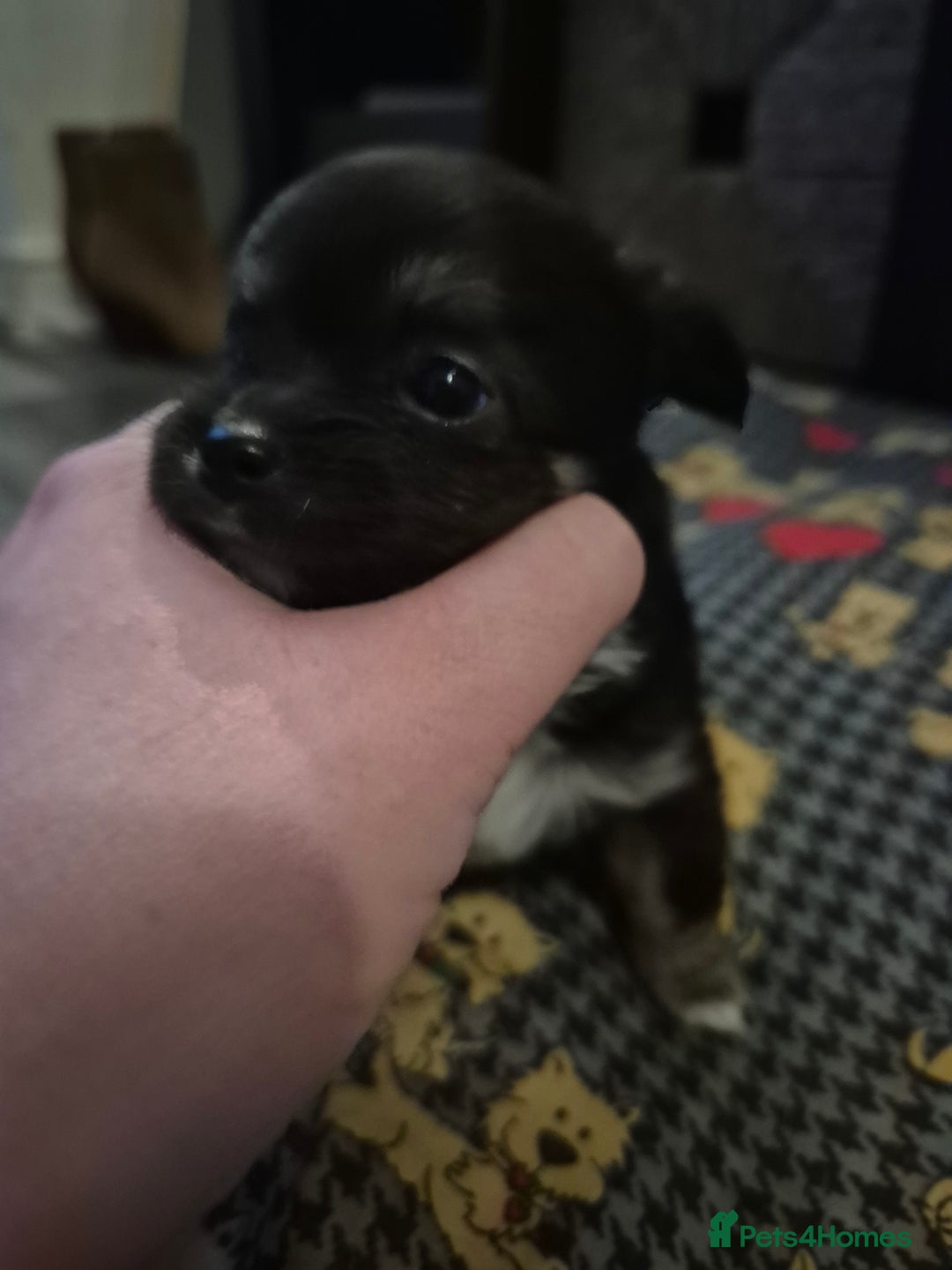 Chihuahua dogs for sale: Beautiful chihuahua puppies  - Advert 14