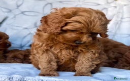 Cavapoo dogs for sale: Cavapoo puppies  - Image 2