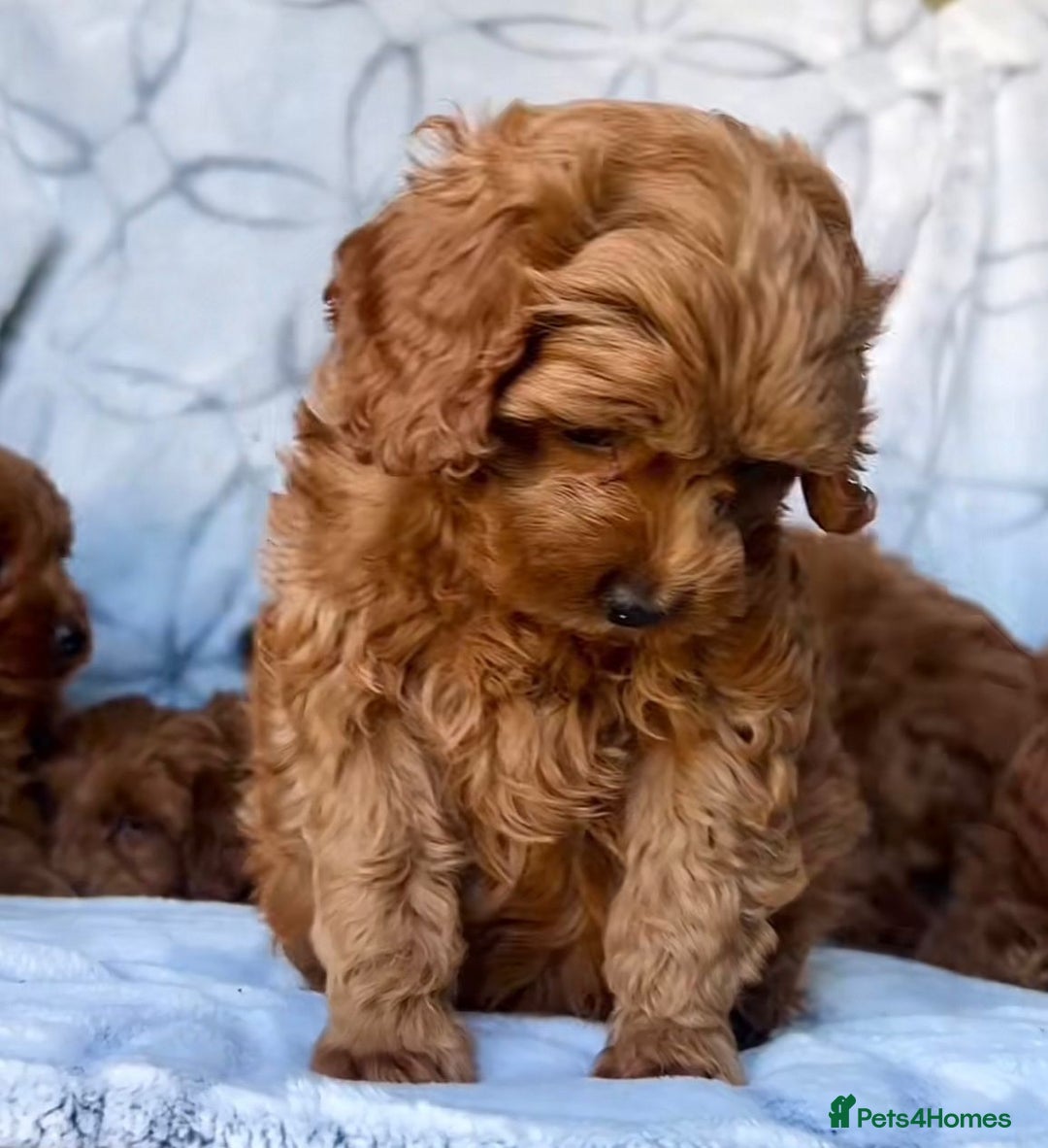 Cavapoo dogs for sale: Cavapoo puppies  - Image 2