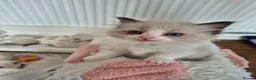 Ragdoll cats for sale: Ragdoll TICA registered - Advert 13