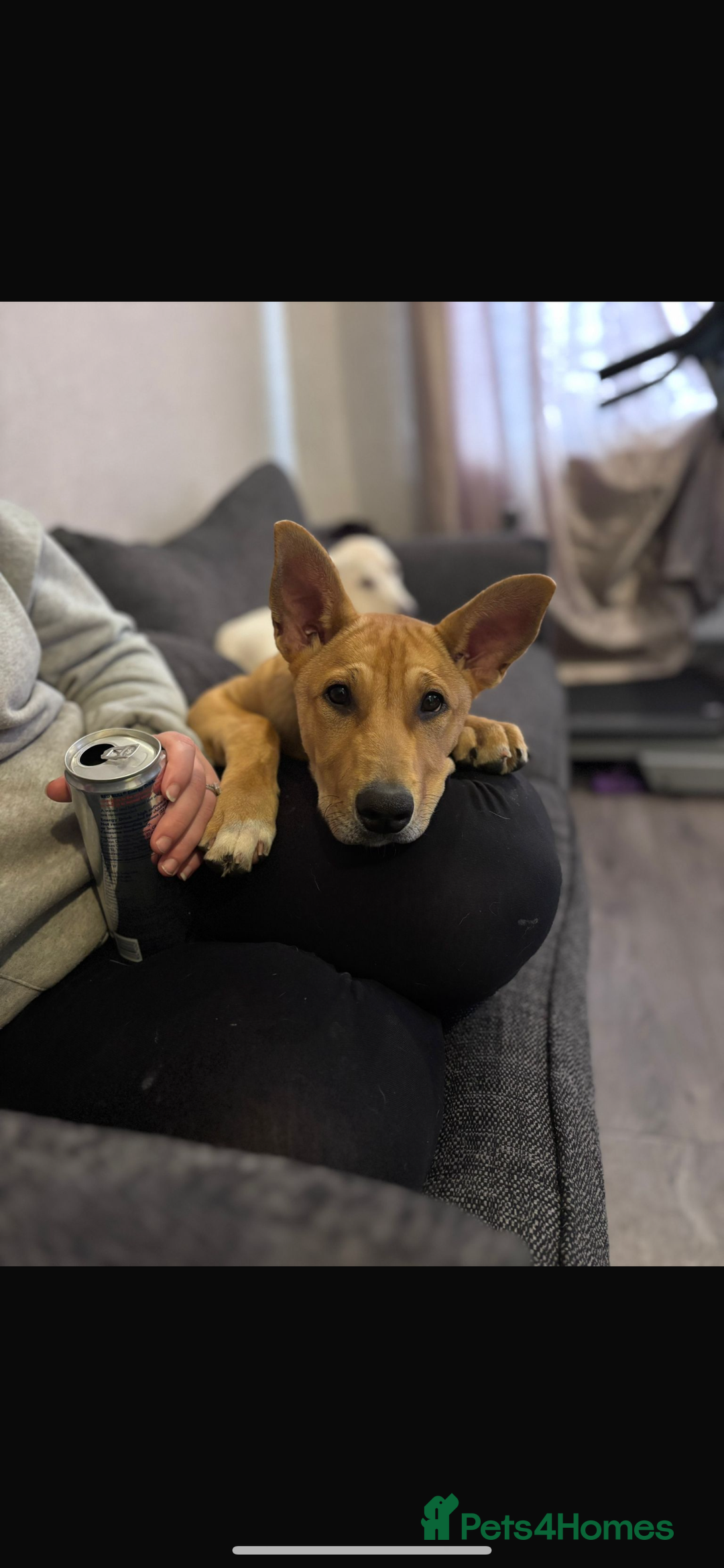 Mixed Breed dogs for sale: Little lexi - Advert 2