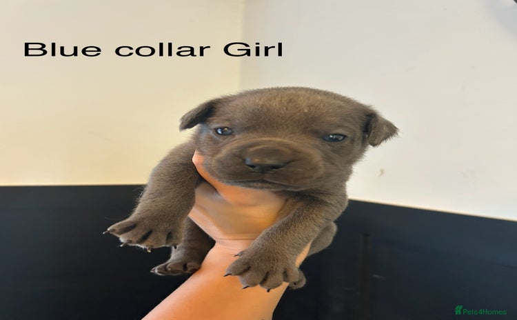 Cane Corso dogs - Advert 10