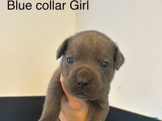 Cane Corso dogs - Advert 30