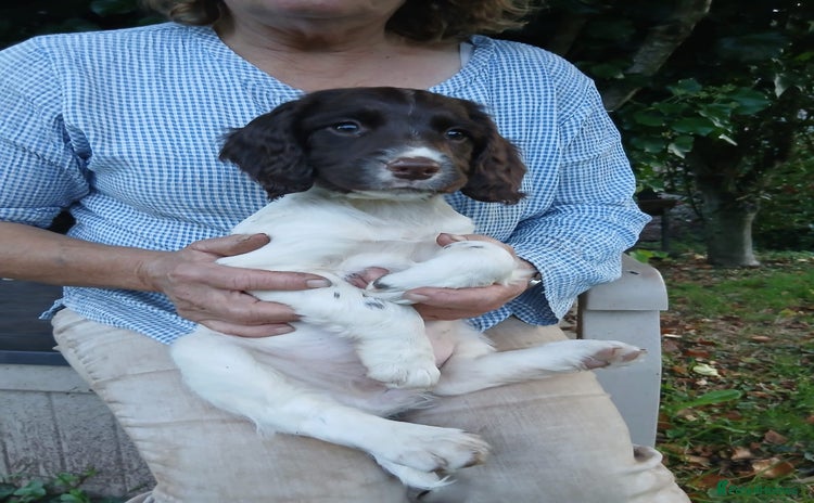 English Springer Spaniel dogs - Advert 12