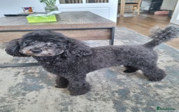 Toy Poodle dogs for sale: Two Toy poodle boys - Image 7