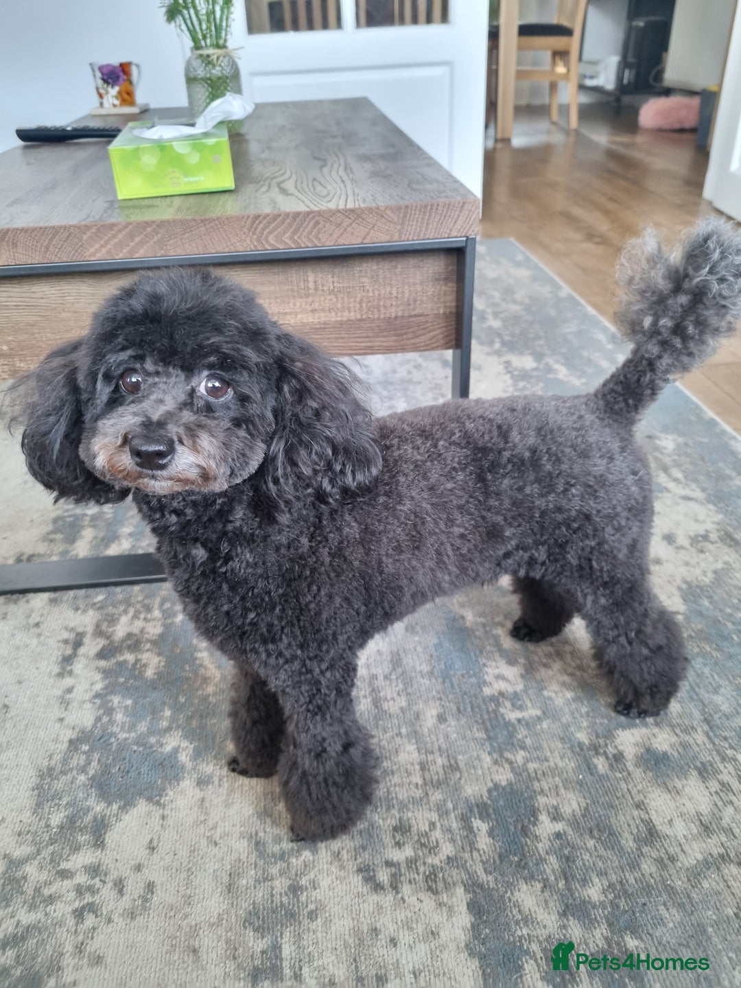 Toy Poodle dogs for sale: Two Toy poodle boys - Image 7