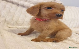 Labradoodle dogs for sale: F1 Miniature labradoodles 4 GIRLS LEFT  - Image 15